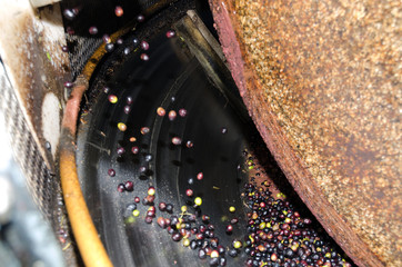 spremitura delle olive in un frantoio in Italia