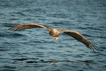 Eagle