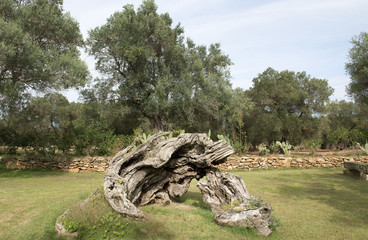 Tronco di ulivo