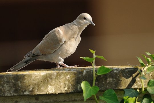 Piccione