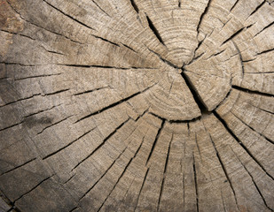 Naklejka premium Struktura drewna. Tło
