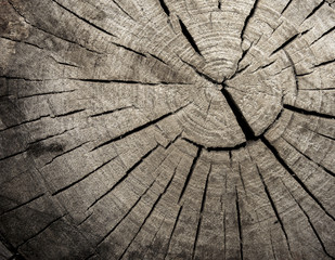 Fototapeta premium Struktura drewna. Tło