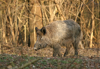 Wild boar walking in forest