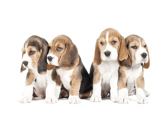 Four beagle puppy isolated on a white background in studio