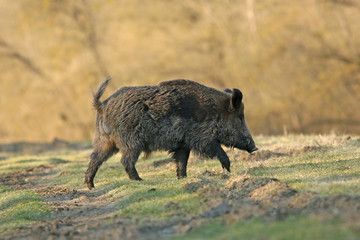 Wild boar walking in forest