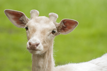 Fototapeta premium White fallow deer