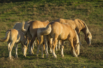 Obraz premium horses pasture
