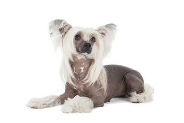 Chinese crested dog isolated with a white background in studio