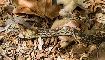 Gopher Snake portrait