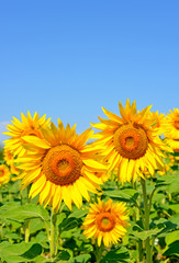 Fototapeta premium Sunflowers against the blue sky