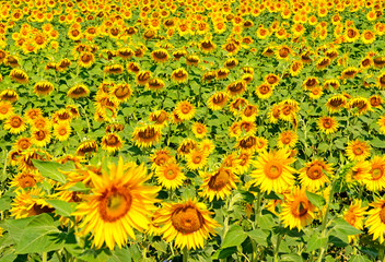 A beautiful sunflower field