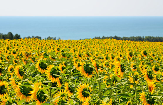 Field of sunflowers against the sea