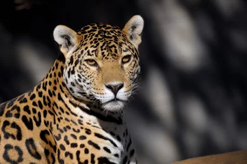 Foto op Plexiglas Jaguar © dpreezg
