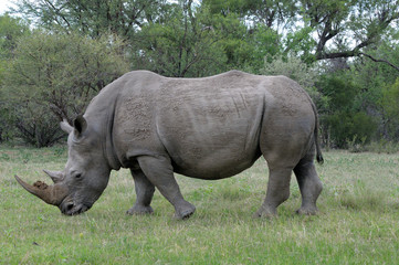 Fototapeta premium White rhino