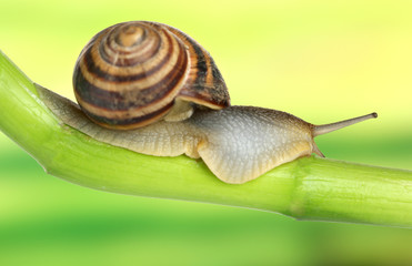 Snail crawling on green stem of plant on bright background