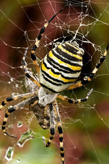 Wasp spider