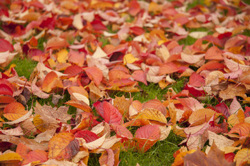 Autumnal