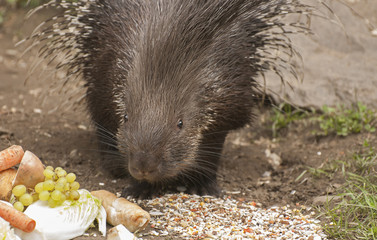 Porcupine