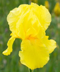 Yellow iris in the garden