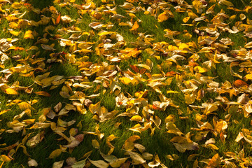 Autumn Leaves