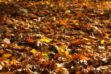 Autumn Leaves