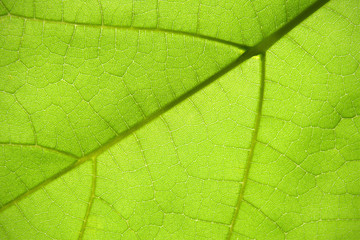 Leaf texture