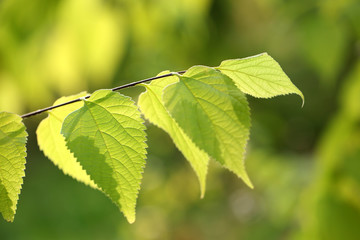Green leaves on bright background