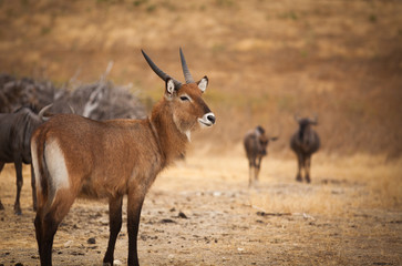 Naklejka na ściany i meble African springbok portrait with wildebeest background