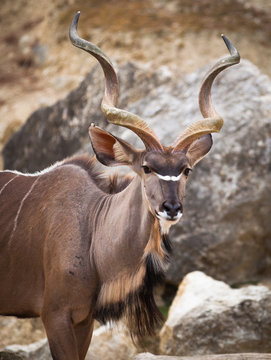 Kudo Billeder – Gennemse 1,107 stockfotos, vektorer og videoer | Adobe ...