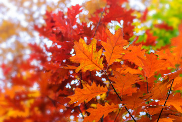 Autumn yellow leaves