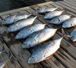 pesca alla traina