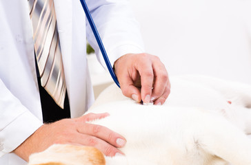 Obraz na płótnie Canvas vet checks the health of a dog