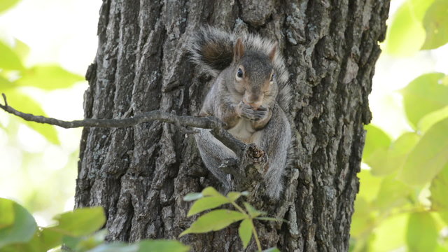 Gray squirrel in a tree