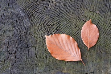Fototapeta premium Beech leaves