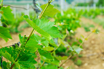 Green vineyard