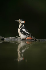 Great-spotted woodpecker, Dendrocopos major