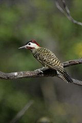 Green-barred woodpecker, Colaptes melanochloros
