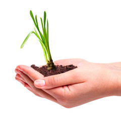 Young plant in hands over white background