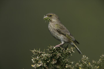 Greenfinch, Carduelis chloris
