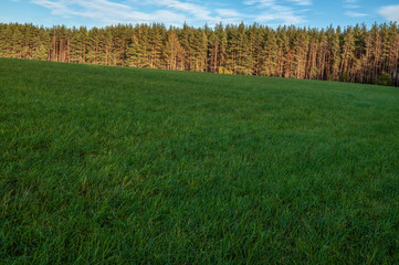 Fototapeta premium pine forest on the background of a field with green grass