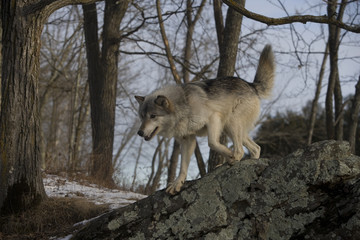 Obraz premium Grey wolf, Canis lupus
