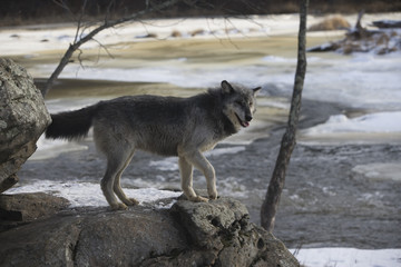 Grey wolf, Canis lupus
