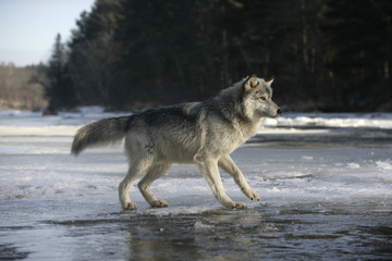 Fototapeta premium Grey wolf, Canis lupus