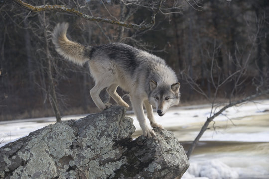 Grey wolf, Canis lupus