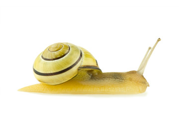 cepaea nemoralis grove snail isolated © ThomasLENNE