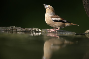 Hawfinch, Coccothraustes coccothrauste,