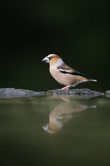 Hawfinch, Coccothraustes coccothrauste,