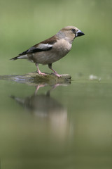 Hawfinch, Coccothraustes coccothrauste,