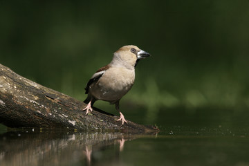 Hawfinch, Coccothraustes coccothrauste,
