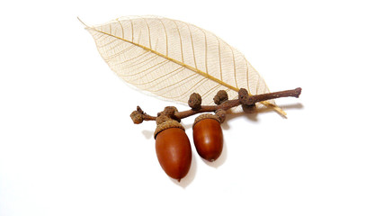 acorn